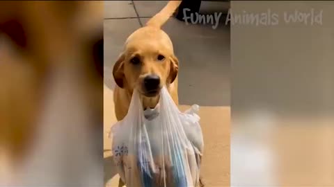 3 Dog funny video ##viral clip video