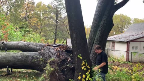 5 inches of rain cause huge oak to fall