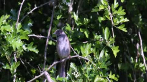 Relaxing nature sounds birds singing in the morning forest sound effect