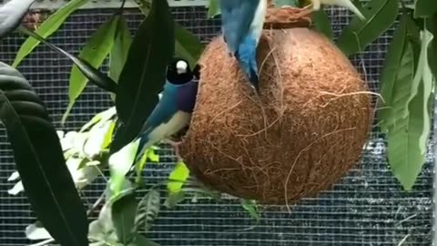wonderful finches، Amazing birds