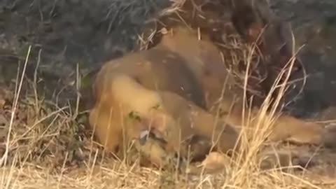 Lion vs Buffalo Fight Till Death