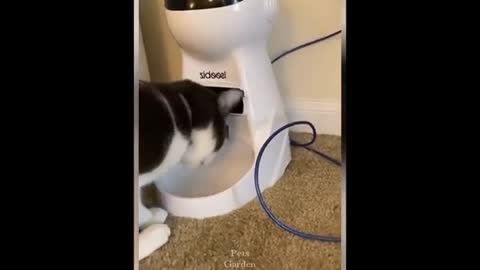 Best funny pet videos cat and dog.