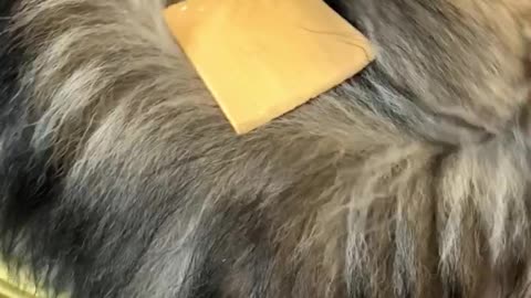 Cheese slice sends funny puppy into state of confusion