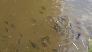 Feeding the Hungry Bluegills with the Bass ready to attack