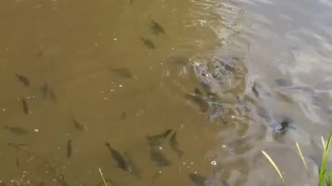 Feeding the Hungry Bluegills with the Bass ready to attack