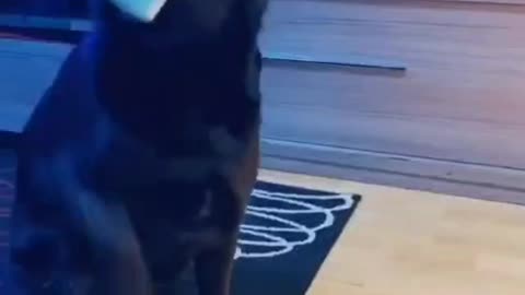 friendly dog ​​puts on mask after its owner sneezes