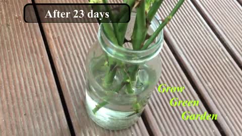 How to grow rose cuttings in water