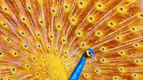 Peacock dance