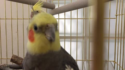 Cockatiel first reaction to camera