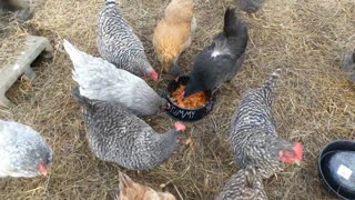 Would chickens like kimchi? They like cabbage so it's worth a try.