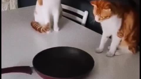 Funny cats playing