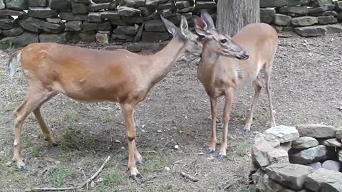 Beautiful Video of Deer Grooming
