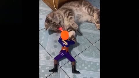 Cat Is Fighting A Warrior (Laugh Together)