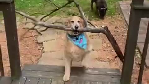 Cute dog leaps down happily