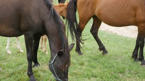 Footage of several horses eating grass on a field