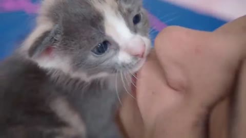 Mother cat kissing her precious kittens - Cat love with mom