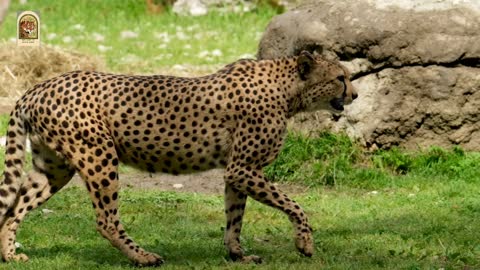 The Cheetah’s Wild Life# Results of a 15 Year Study Published