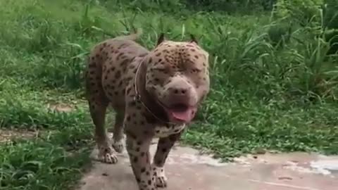 A terrifying leopard print dog.