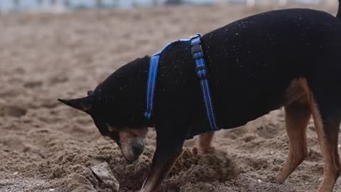 A Dog in a Pet Harness Digging