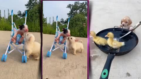 Funny dog enjoy fun