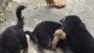 Group of Dogs Playing with Each Other