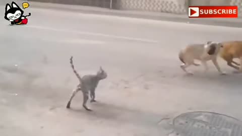 angry cat vs dog danger fight, that's killed fight.