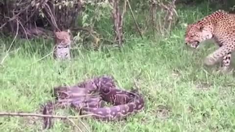 Crocodile Big Mistake Scramble For Food’s Tiger And The Unexpected Anaconda vs Leopard