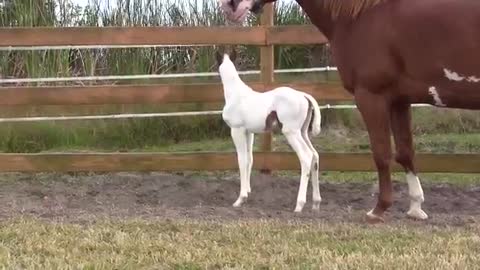 Mare Gives Birth to Filly. When Owners See Her Face, They Realize Just How Rare She Truly Is