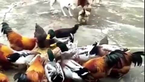 Chicken VS Dog Fight - A Must Watch Funny Animal Fight Video