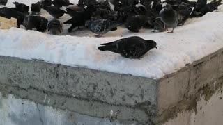We feed city pigeons in the winter.