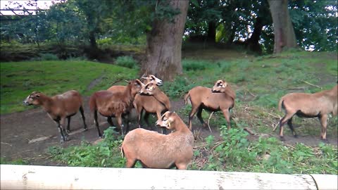 Baa! Cameroon Sheep at the Zoo