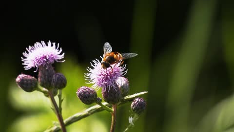 How to Bee collect honey🍯