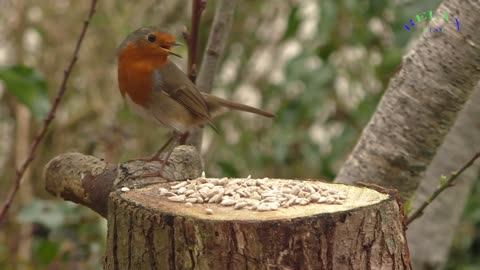 BIRDS EATING FOOD