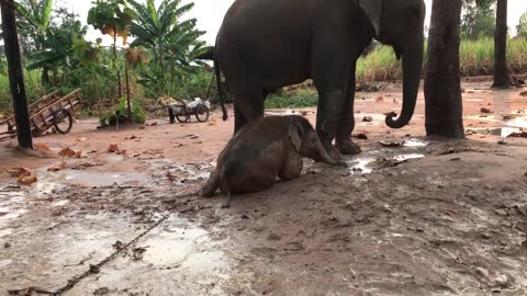 ตอนที่ 3 ได้เวลาเเปลงร่างเเล้ว พลายดาวมงคล baby elephant