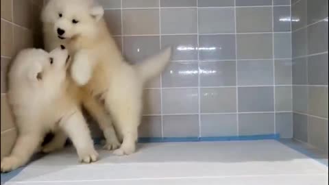 Samoyed