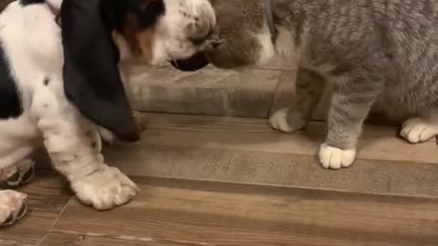 Beagle and cat fight, guess who's winning