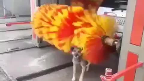 Dog using car wash for free