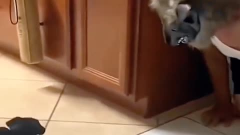 Cats pranks funny video 🤣🤣