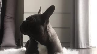 Frenchbulldog farts while attempting leave it challenge.
