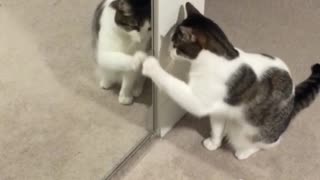 Cat loving his reflection