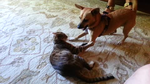 Dog And Cat Engage In Friendly Wrestle Battle