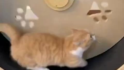 A collection of funny and adorable cat videos