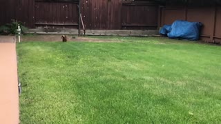 Slow motion dachshund running