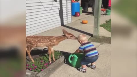 Little Boy Befriends a Baby Deer l