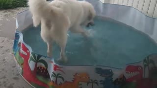 Happy Doggy Is Caught Playing In A Children’s Pool