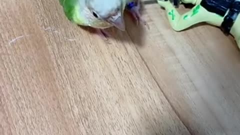 parrot bird