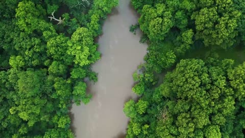 The rivers in the forest in the rainy season are turbid