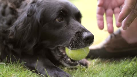 Dog Chewing Tennis Ball