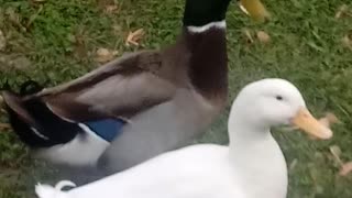 Duck, duck, duck