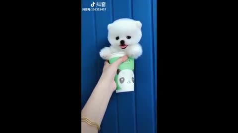 Tik Tok Puppies 🐶 Cute and Funny Dog Videos - Amazing Pets